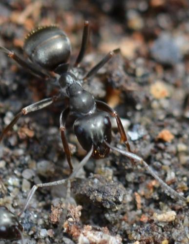 Réf. 322 452 : Formica selysi